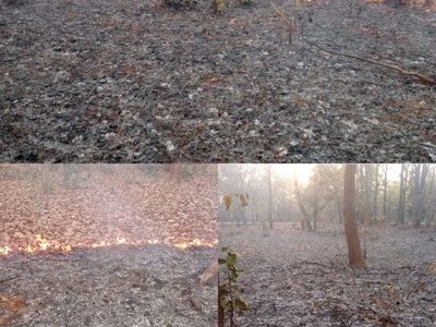 वन कर्मियों की हड़ताल की तरह जंगल की आग ने भी पकड़ी रफ्तार, इस वन परिक्षेत्र में हजारों हेक्टेयर जंगल दो दिनों में जलकर खाक….