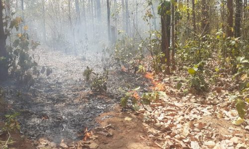 महुआ चुनने के लिए लगाया आग पेड़ पौधे हुए नष्ट…