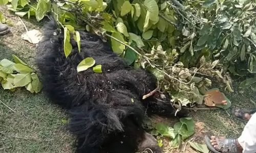 जंगल में घायल भालू की मौत, विभाग को शिकार की आशंका…