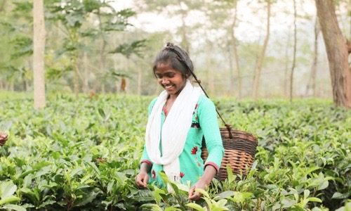स्पेशल स्टोरी : जशपुर की नई पहचान बन गए हैं यहां के चाय बागान……