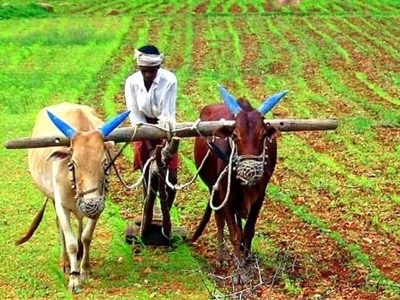 किसानों को उपलब्धता के आधार पर किया जा रहा खाद्य वितरण, जिले के 26 हजार किसानो को…….