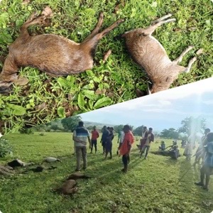 आकाशीय बिजली गिरने से 7 बकरा बकरियों की हुई मौत…..
