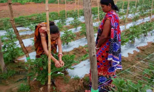 स्व-सहायता समूह की महिलाओं द्वारा बाड़ी में मचान बनाकर की जा रही है खेती, मचान विधि किसानों के लिए काफी लाभदायक है, मचान विधि से खेती करने से बढ़ती है उत्पादन….