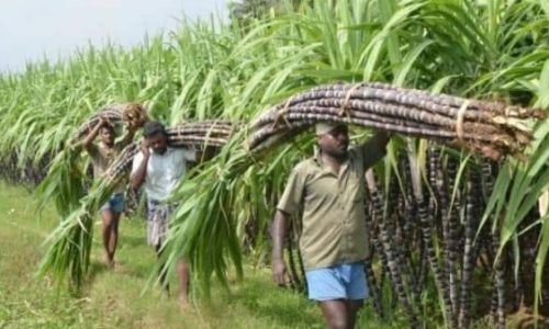 गन्ना उत्पादक किसानों को लगभग 12 करोड़ रूपए की शेष प्रोत्साहन राशि के भुगतान का आदेश जारी….