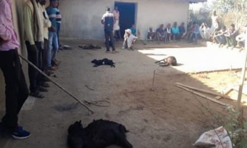 तेंदुए की धमक : दिनदहाड़े घर में घुसकर 12 बकरियों को मार डाला, दहशत में लोग…..