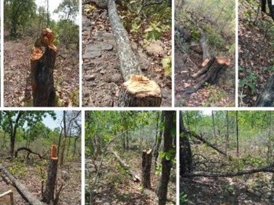 चांदनी बिहारपुर क्षेत्र में तेंदूपत्ता तोड़ाई करने वाले जंगल का हजारों हरे-भरे तेदू पेड़ों की कर रहे हैं कटाई क्या रेंजर का है संरक्षण….